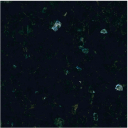 エメラルドパール